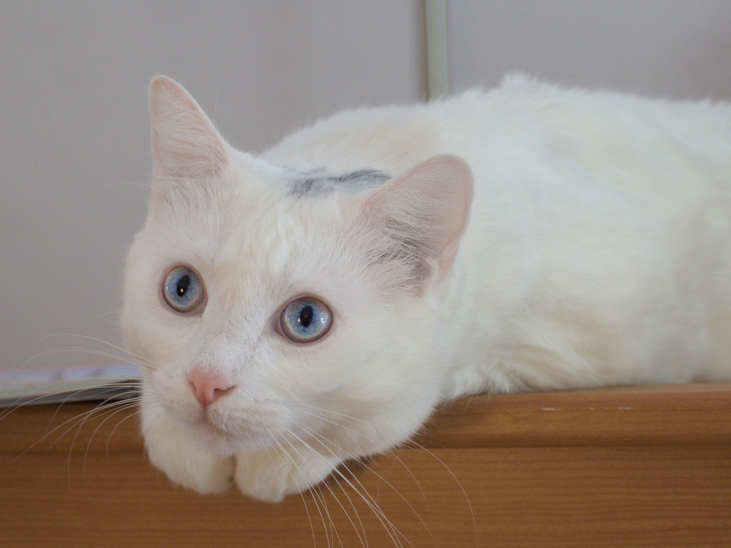 IMAGE: http://wavehh.dyndns.org/cats/new/.medpics/img_8635_editauto_med.jpg