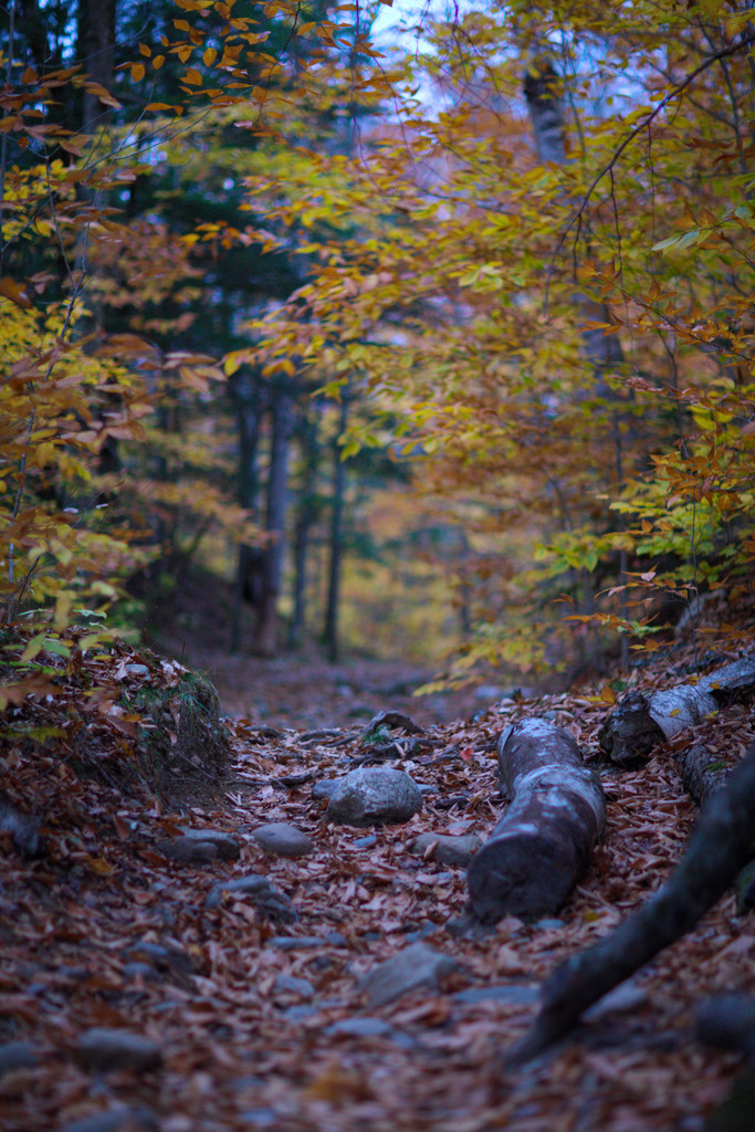 IMAGE: http://wavehh.dyndns.org/fall2013-nh/.medpics/201310_leaves,work,4,img_8031_editauto_med.jpg