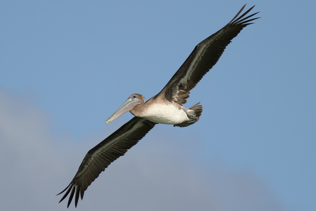 IMAGE: http://wavehh.dyndns.org/photos/caribeen-birds/.medpics/01_img_3800_280.0mm-1250-f5.6-100iso_edit1_med.jpg