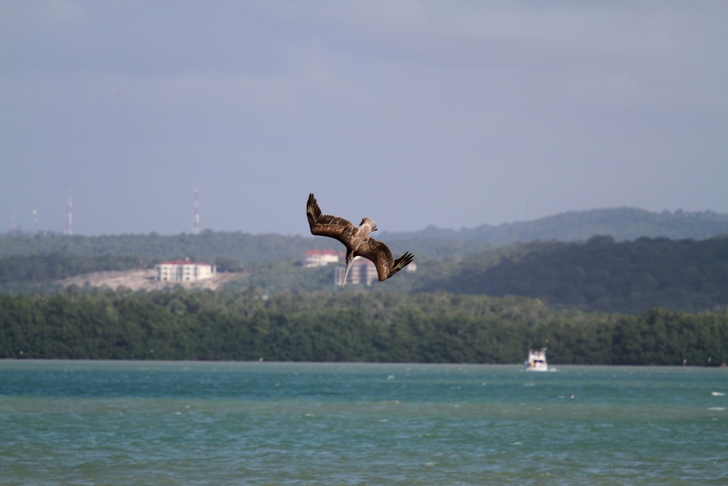IMAGE: http://wavehh.dyndns.org/photos/caribeen-birds/.medpics/01_img_3813_280.0mm-800-f5.6-100iso_edit1_med.jpg