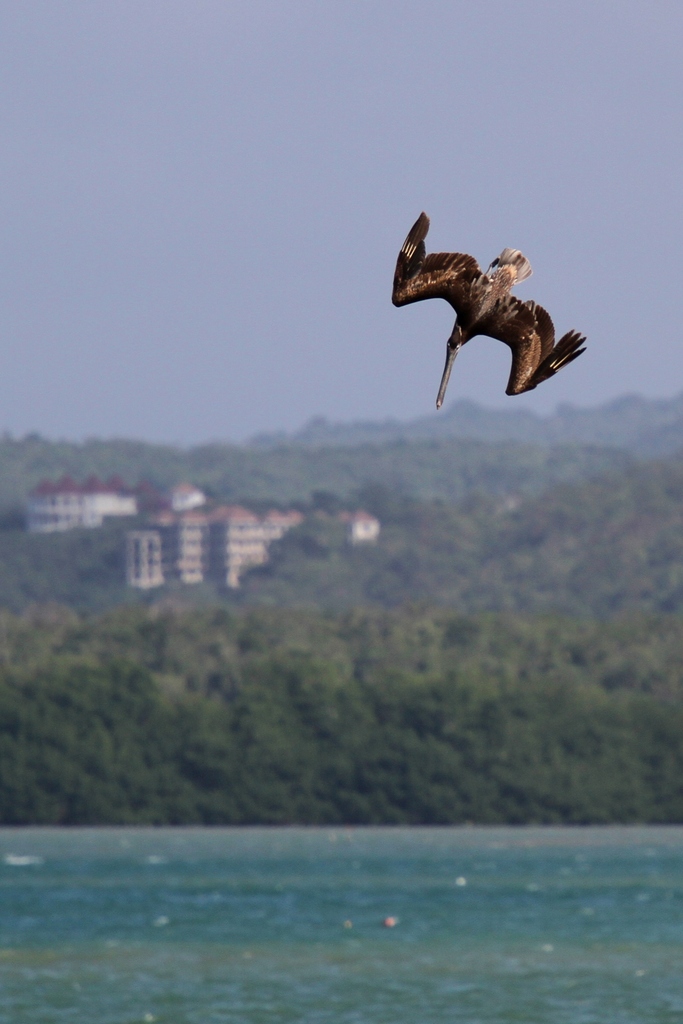 IMAGE: http://wavehh.dyndns.org/photos/caribeen-birds/.medpics/01_img_3828_280.0mm-1000-f5.6-100iso_edit1_med.jpg