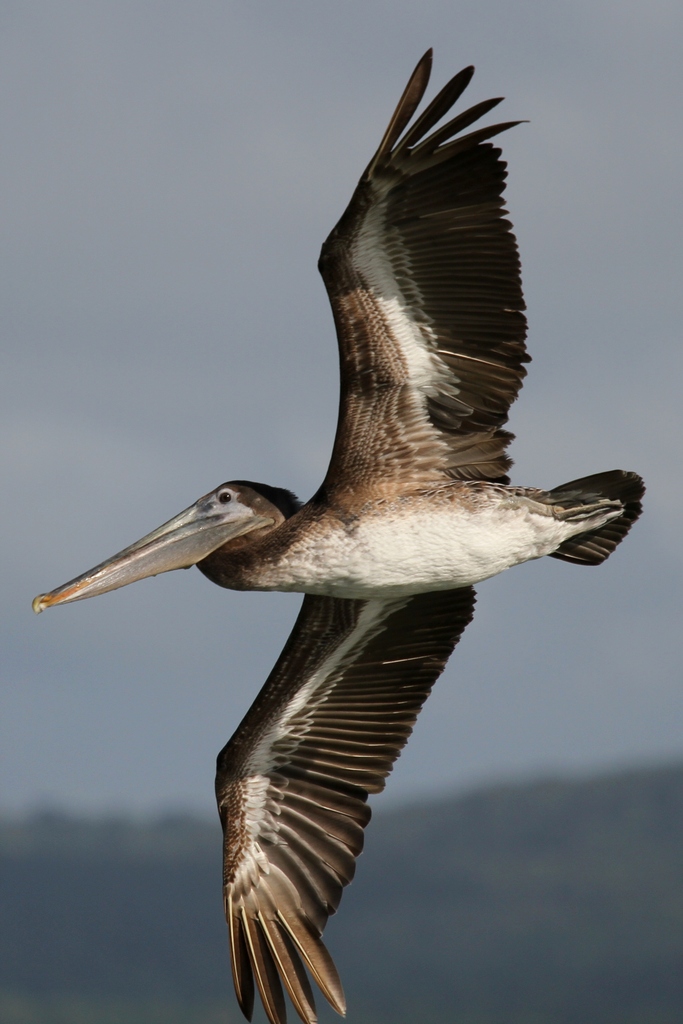 IMAGE: http://wavehh.dyndns.org/photos/caribeen-birds/.medpics/01_img_3841_280.0mm-1250-f5.6-100iso_edit1_med.jpg