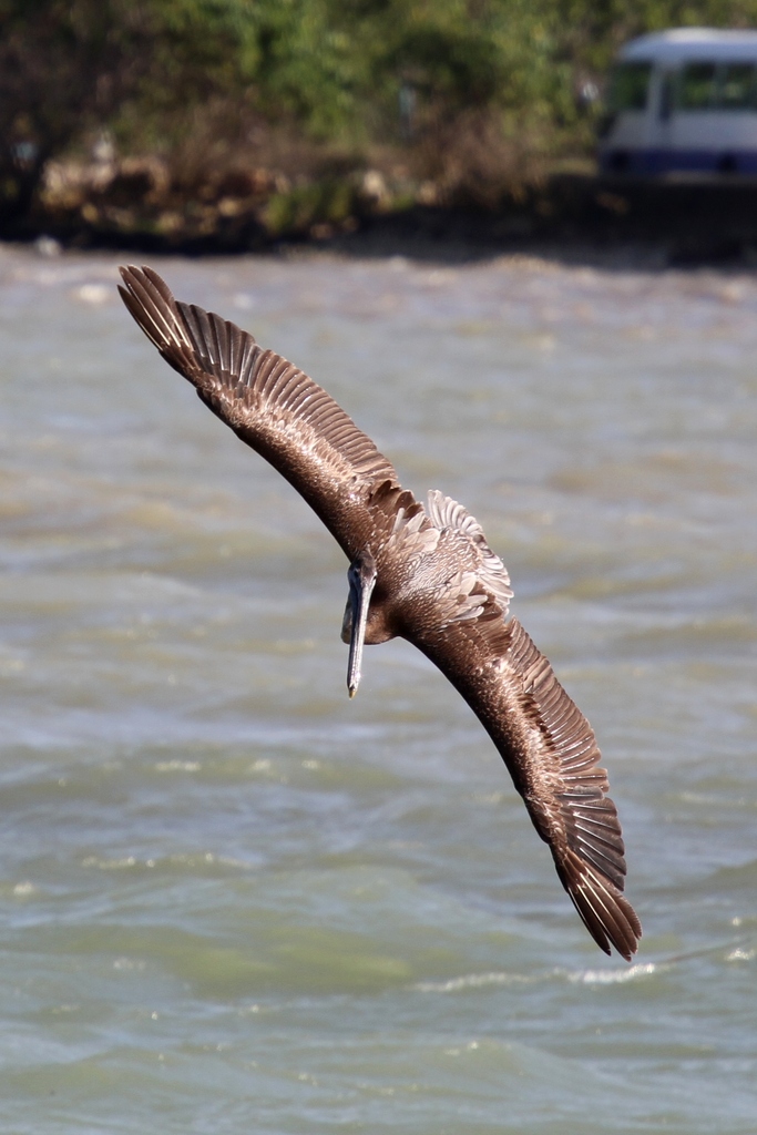 IMAGE: http://wavehh.dyndns.org/photos/caribeen-birds/.medpics/02_img_3807_280.0mm-400-f5.6-125iso_edit1_med.jpg