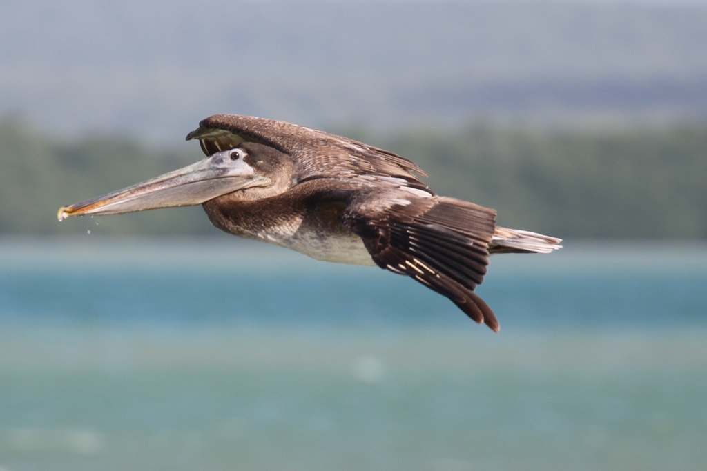 IMAGE: http://wavehh.dyndns.org/photos/caribeen-birds/.medpics/img_3811_280.0mm-400-f5.6-100iso_edit1_med.jpg