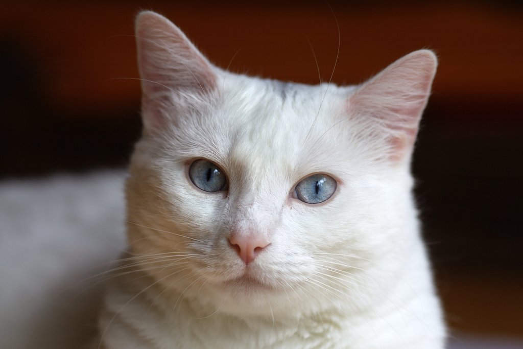 IMAGE: http://wavehh.dyndns.org/photos/cat201206/.medpics/img_4850_135.0mm-200-f3.5-100iso_editauto_med.jpg