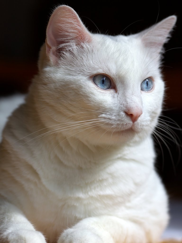 IMAGE: http://wavehh.dyndns.org/photos/cat201206/.medpics/img_4853_135.0mm-250-f4.0-100iso_editauto_med.jpg