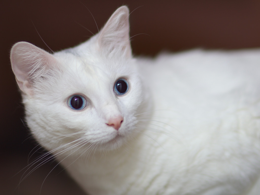 IMAGE: http://wavehh.dyndns.org/photos/edits201212/.medpics/img_7748__clark_editauto_med.jpg