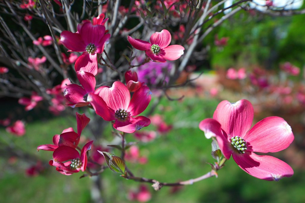 IMAGE: http://wavehh.dyndns.org/photos/rokinon-shift/.medpics/img_9956_dogtree_editauto_med.jpg