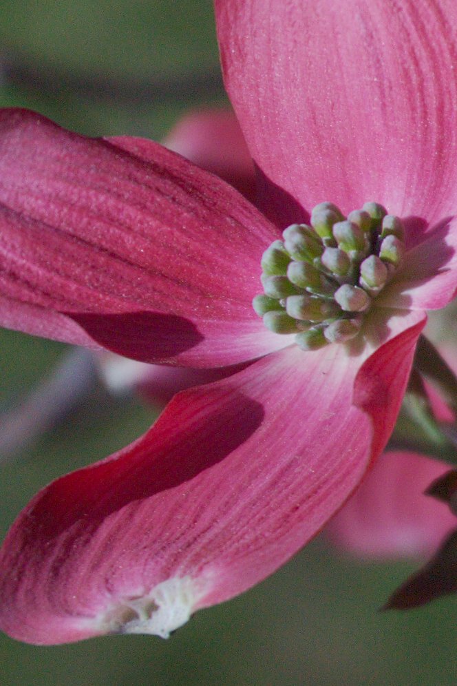 IMAGE: http://wavehh.dyndns.org/photos/rokinon-shift/img_9966_dogwood_cutout_editauto.jpg